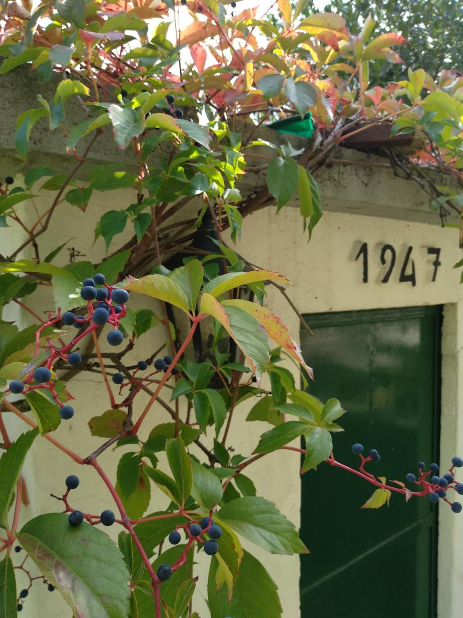 Casas Do Zagao - Turismo Rural Carregal do Sal Экстерьер фото